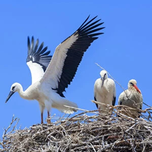 White storks (Ciconia ciconia), nesting on the top of Faro Cathedral, Faro, Algarve