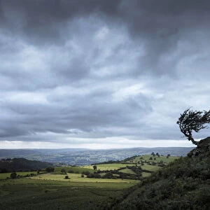 Windblown hawthorn tree, The Black Mountains, Brecon Beacons National Park, Powys, Wales