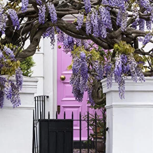 Wisteria in Bedford Gardens, Notting Hill, London, England