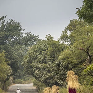 Woman carring cut grass on their heads on the Road to Udaipur from Kumbhalgarh, Rajasthan