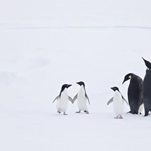 Adult emperor penguin pair (Aptenodytes forsteri) resting on ice floe with three Adelie penguins (Pygoscelis adeliae) nearby below the Antarctic circle on the western side of the Antarctic Peninsula