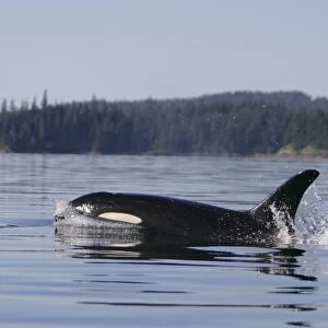 Adult female Orca (Orcinus orca) surfacing in Southeast Alaska, USA. Pacific Ocean