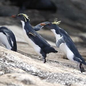 Adult rockhopper penguin (Eudyptes chrysocome moseleyi) hopping on Nightingale Island in the Tristan da Cunha Island Group, South Atlantic Ocean. This sub-species of rockhopper penguin is endemic to the Tristan da Cunha Island Group