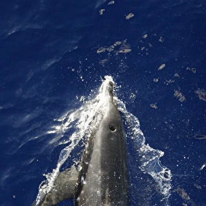 Adult rough-toothed dolphin (Steno bredanensis) bow riding the National Geographic Endeavour near Ascension Island. South Atlantic Ocean