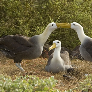 Adult waved albatross (Diomedea irrorata) at breeding colony on Espanola Island in the Galapagos Island Archipeligo, Ecuador. Pacific Ocean. This species of albatross is endemic to the Galapagos Islands. Albatross exhibit a very intricate