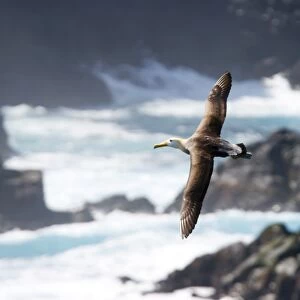 Adult waved albatross (Diomedea irrorata) in flight on Espanola Island in the Galapagos Island Group, Ecuador. Pacific Ocean. This species of albatross is endemic to the Galapagos Islands. (RR)