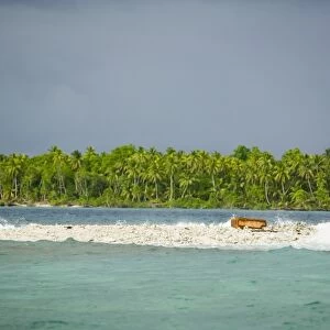 Approaching Tepukasavilivili island off Funafuti Tuvalu completely destroyed by global warming sea level