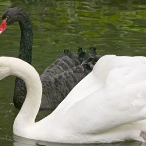 Black and white swans in the Bussaco Forest reserve in Portugal
