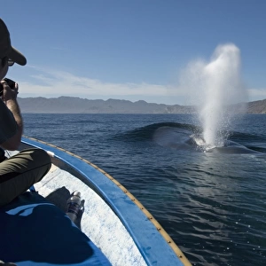 Blue whales (balaenoptera musculus) Gulf of California. Whale watchers are delighted by a blue whale that surfaces near their small boat