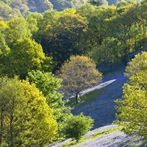 A bluebell field from Loughrigg Terrace in the Lake district National Park, UK