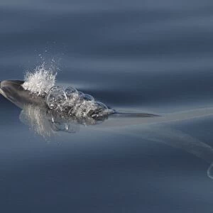 Bottlenose Dolphin, (Tursiops truncatus) surfacing with bubble trail. Azores (RR)