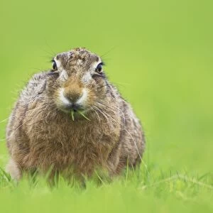 Brown Hare (Lepus capensis) eating grass in a meadow, with leaves sticking out of mouth Argyll, Scotland