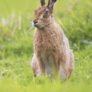 Brown Hare (Lepus capensis) resting in a grassy meadow. Argyll, Scotland, UK