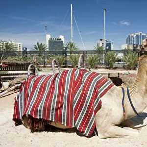 A camel near the creek in Dubai