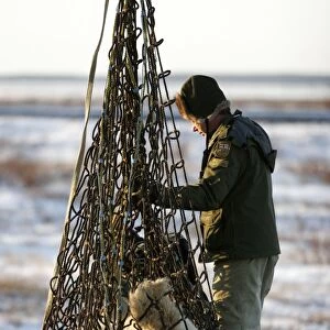 Captured Polar Bear (Ursus maritimus) being readied for helicopter transport near Churchill, Manitoba, Canada