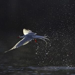 Common Tern (Sterna hirundo) flying in Oban town centre while fishing, just after emerging from a fishing dive. Oban, Argyll, Scotland, UK (rr)