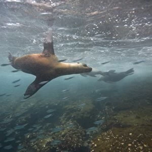 Curious Galapagos sea lions (Zalophus wollebaeki) underwater at the Guy Fawkes Islets near Santa Cruz Island in the Galapagos Island Archipeligo, Ecuador. Pacific Ocean. The majority of the Gal pagos Sea Lion population is protected, as the islan