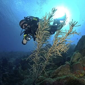 Diver using torch amidst corals, sea fans and sponges, Grand Cayman Island, Cayman Islands, Caribbean