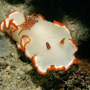 Dorid nudibranch, Glossodoris averni, La Laguna, Puerto Galera, Mindoro, Philippines
