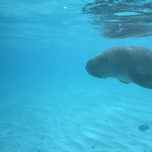 Dugong (Dugong dugong) swimming underwater Malaysia