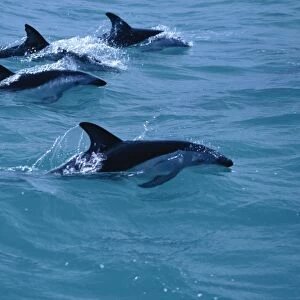 Dusky dolphins (Lagenorhynchus obscurus) surfacing. Kaikoura, New Zealand
