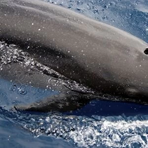 False Killer Whale (Pseudorca Crassidens). Azores, North Atlantic