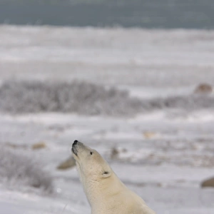 Female Polar Bear, Ursus maritimus, on fresh snow near Churchill, northern Manitoba, Hudson Bay, Canada