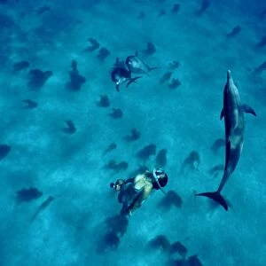 Free diving with Atlantic spotted dolphins (Stenella frontalis) in clear waters off Island of Bimini. Here dolphins come to rest and socialist between feeding sessions. Isla