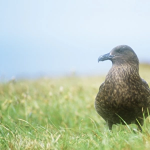 A Great Skua on Handa Island, Scotland, UK Numbers of these seabirds have reduced dramatically in recent years as a result of climate change. Warming sea temperatures of the sea have caused a shift in the plankton that are the main food source