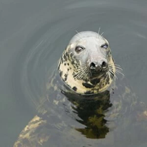 A Grey Seal in lochinver Harbour Sutherland Scotland UK