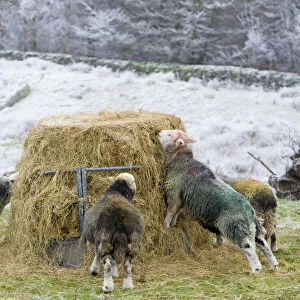 Herdwick Sheep feeding on hay during a cold snap near Tarn Hows in the Lake district UK