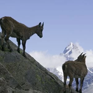 Ibex in the Aiguille Rouge National Park above Chamonix France