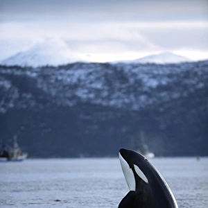 Killer whale (Orcinus orca) Spy-hopping with snow-capped mountains behind. Mid-winter, Tysfjord, Norway