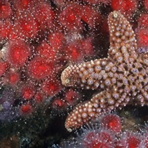 Knobby sea star & Corynactus anemones. USA, Channel Islands, CA