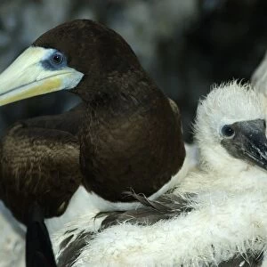 Male brown booby, Sula leucogaster, and chick, St. Peter and St. Pauls rocks, Brazil, Atlantic Ocean