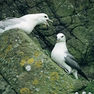 Northern fulmar (Fulmar glacialis) breeding pair on rocks Hebrides, Scotland