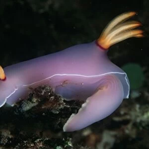 Nudibranch (Hyselodoris bullocki). Indo Pacific: Papua New Guinea