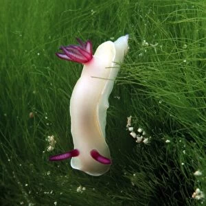 Nudibranch in seagrass