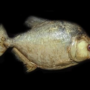 Piranha, Serrasalmus sp. preserved specimen, Manaus, Amazonas, Brazil