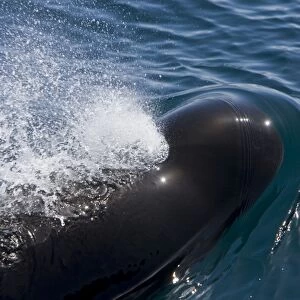 A pod of 40 to 50 short-finned pilot whales (Globicephala macrorhynchus) encountered southwest of Isla San Pedro Martir in the midriff region of the Gulf of California (Sea of Cortez), Baja California Norte, Mexico. Pilot whales exhibit striking