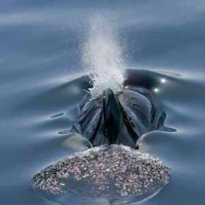 A pod of 40 to 50 short-finned pilot whales (Globicephala macrorhynchus) encountered SW of Isla San Pedro Martir in the midriff region of the Gulf of California (Sea of Cortez), Baja California Norte, Mexico. Pilot whales exhibit striking sexual