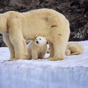 Polar Bear (Ursus Maritimus) mother protecting her two cubs. WilhelmOya, Svalbard