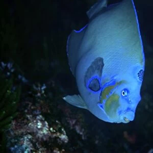 Queen angelfish, Holacanthus ciliaris, endemic blue morphotype, St. Peter and St. Pauls rocks, Brazil, Atlantic
