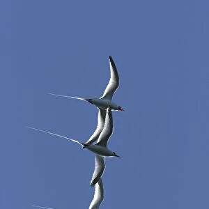 Three Red-billed Tropicbird (Phaethon aethereus) in flight during mating season over Isla San Pedro Martir in the Gulf of California (Sea of Cortez), Mexico
