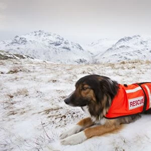 A SARDA (Search and Rescue Dog Association) dog on a search for a missing walker in the Lake District