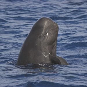 Short-finned pilot whale (Globicephala macrorhynchus). Spy-hopping animal showing head and mouth-line Maldives, Indian Ocean
