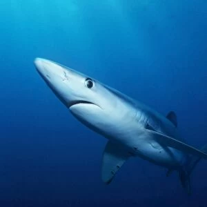 Single blue shark coming out of deep water off San Clemente Island, Channel Islands, Califonia