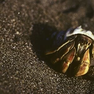 Single land hermit crab on beach. (Coenobita compressus). Puerto Egas, Santiago Island, Galapagos, Ecuador