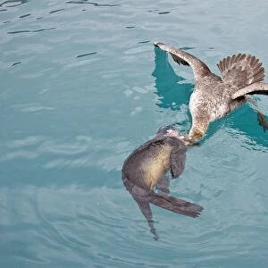 Southern Giant Petrel (Macronectes giganteus) and Northern Giant Petrel (Macronectes halli) tearing apart an Antarctic fur seal pup in the water at Grytviken on South Georgia, Southern Atlantic Ocean. The giant petrels are two large seabirds from
