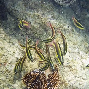 Underwater scenes from the lower Gulf of California (Sea of Cortez), Baja California Sur, Mexico. Shown here are rainbow wrasse (Thalassoma lucasanum) feeding on an urchin test